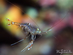 Swimming cleaner shrimp (Urocaridella antonbruunii) - Tul... by Marco Waagmeester 